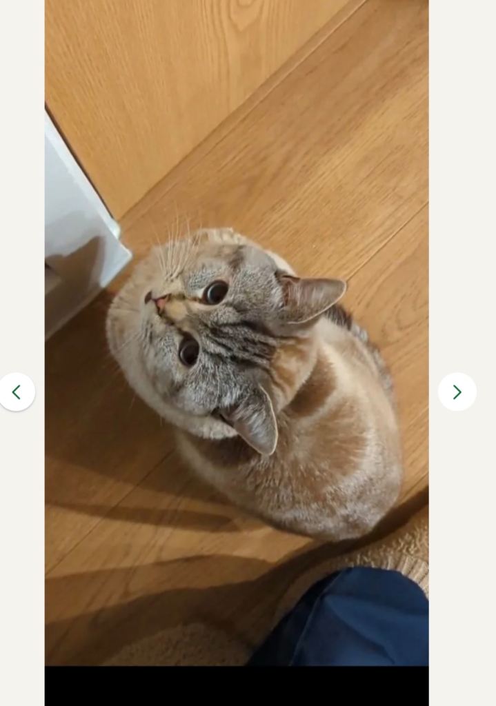 Snowy needs Rehoming 