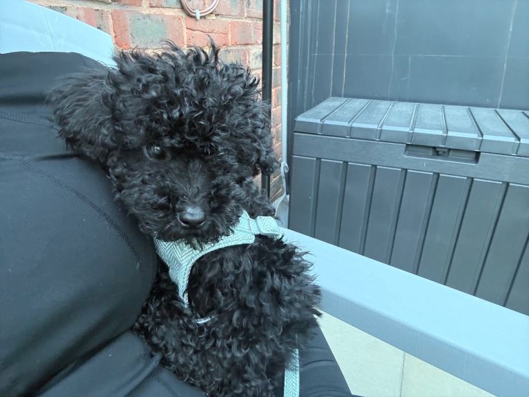 Minatute Poodle 