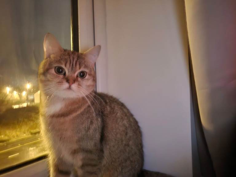 Golden Shorthair