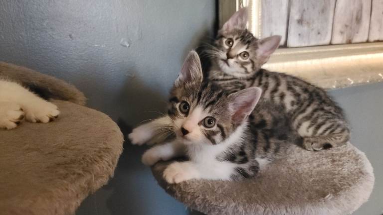 Kittens 
