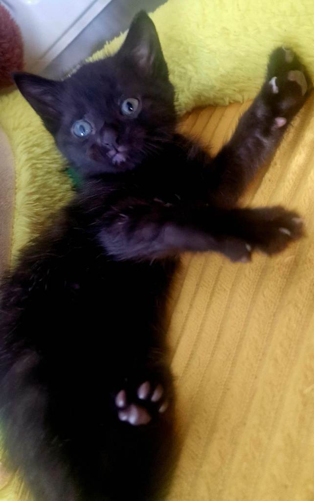 Female kitten looking for her new home 🐈‍⬛
