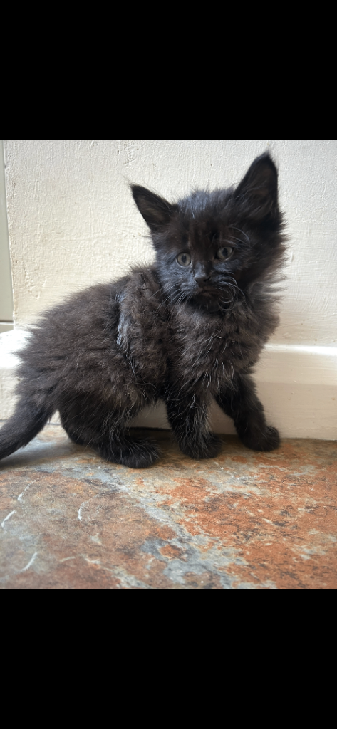 Kittens