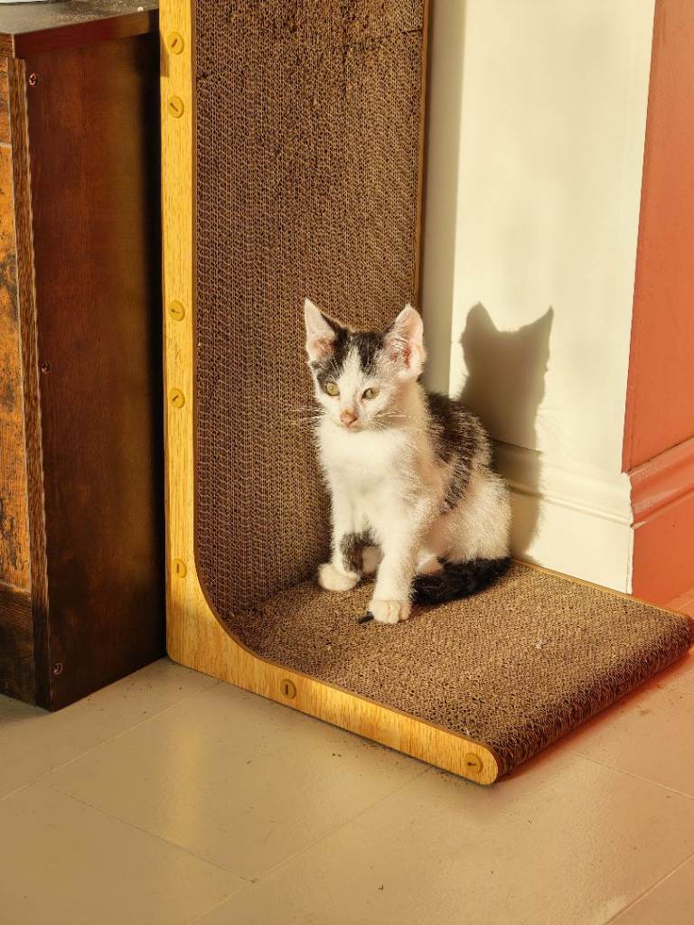 1 male kitten