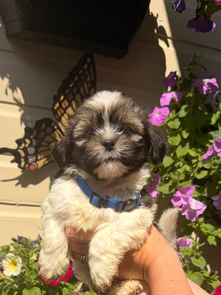 Lhasa Apso puppies for sale. READY NOW! 