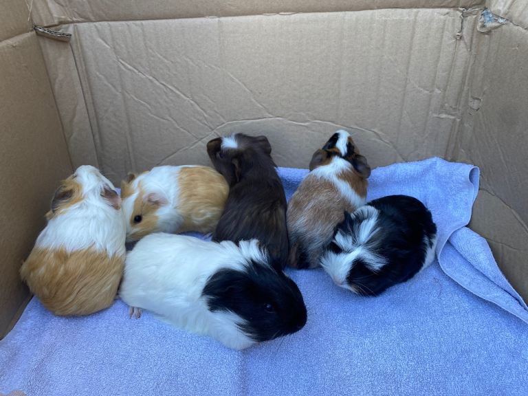 Young Guinea pigs 