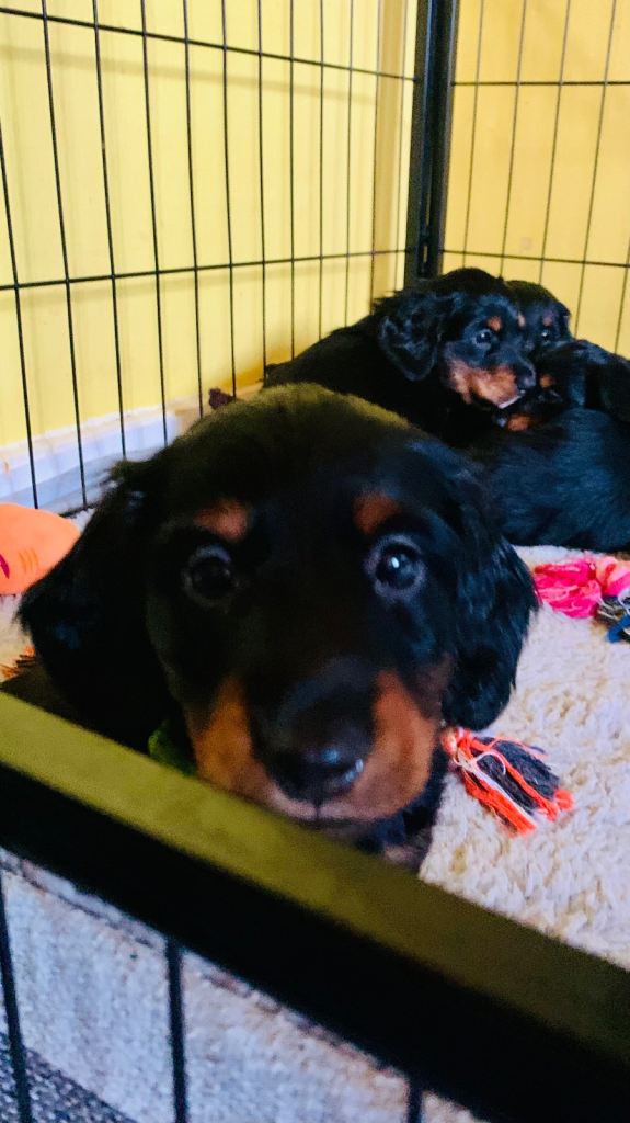 Mini longhaired dachshund puppies 