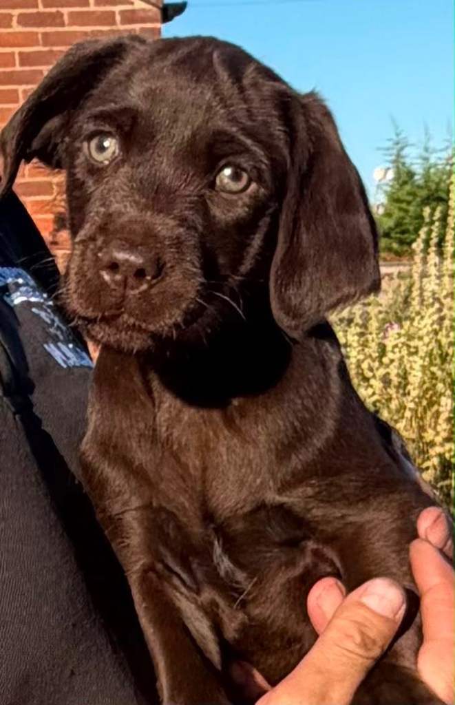 Labrador puppies