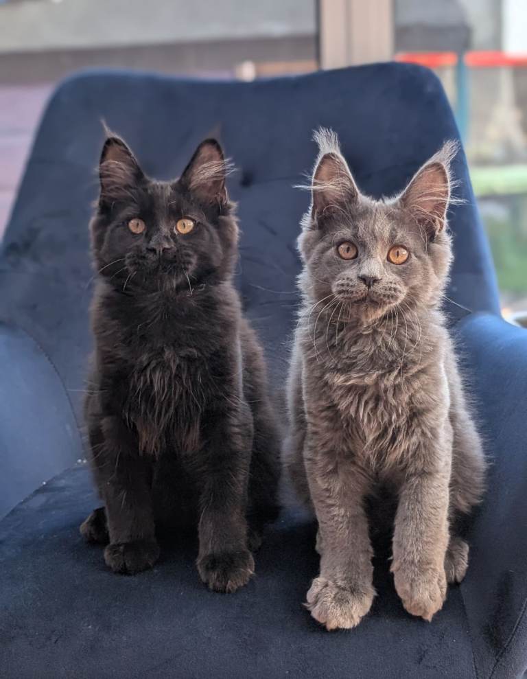 Tica registered Maine coon kittens