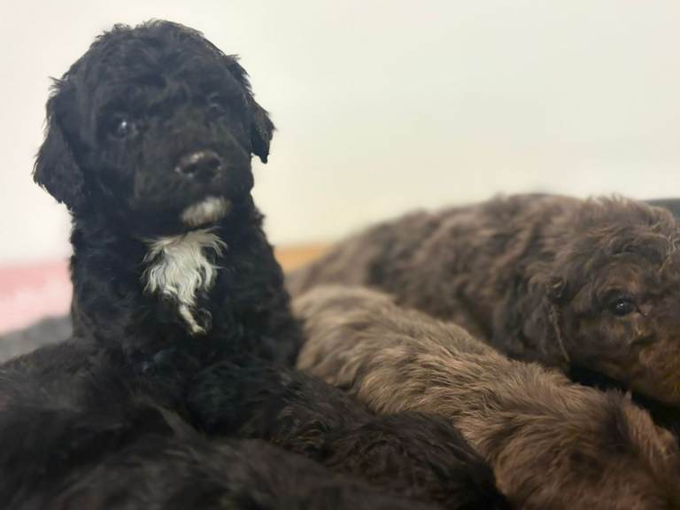 Rare Cavapoochon Puppies Home Raised PRA clea