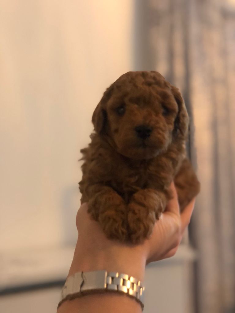 Toy poodle boys ready to leave 