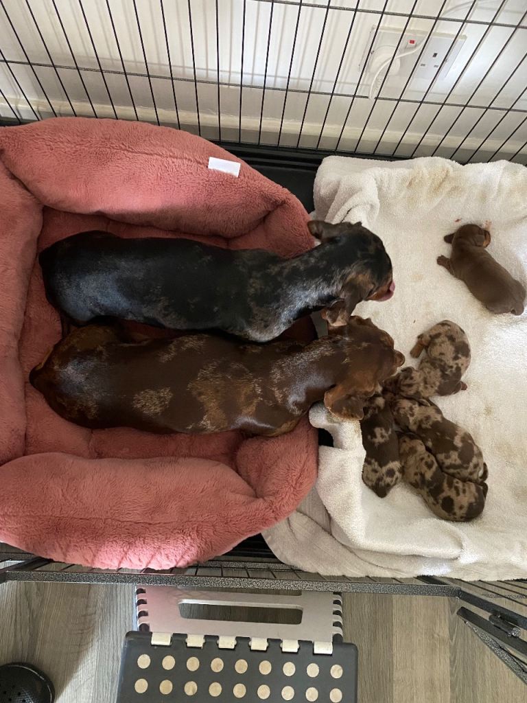 Miniature Dachshund Puppies - Adorable & Healthy Companions 🐾