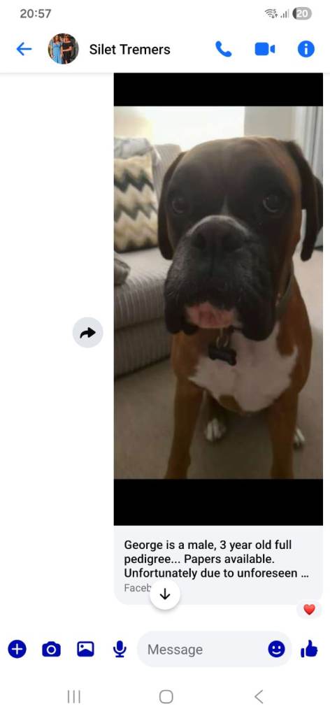 George, male Boxer. Full Pedigree, with papers