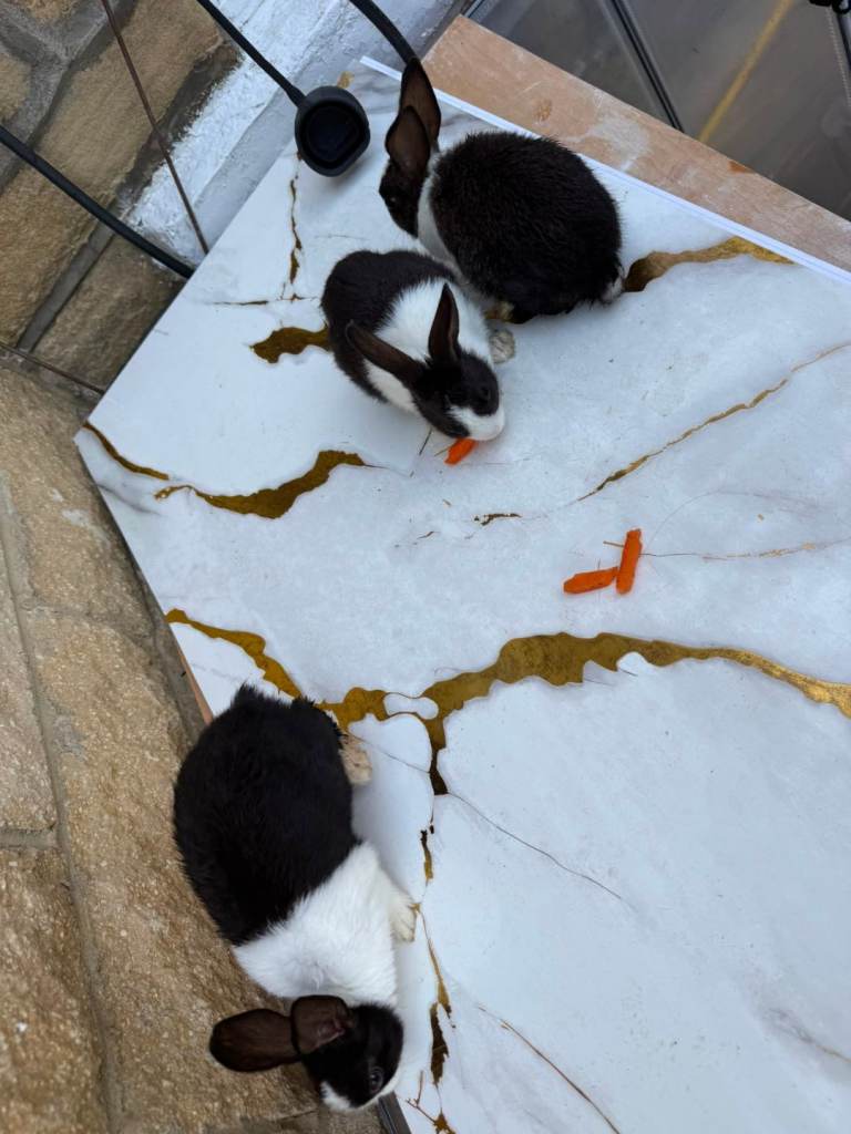 Dutch Rabbits