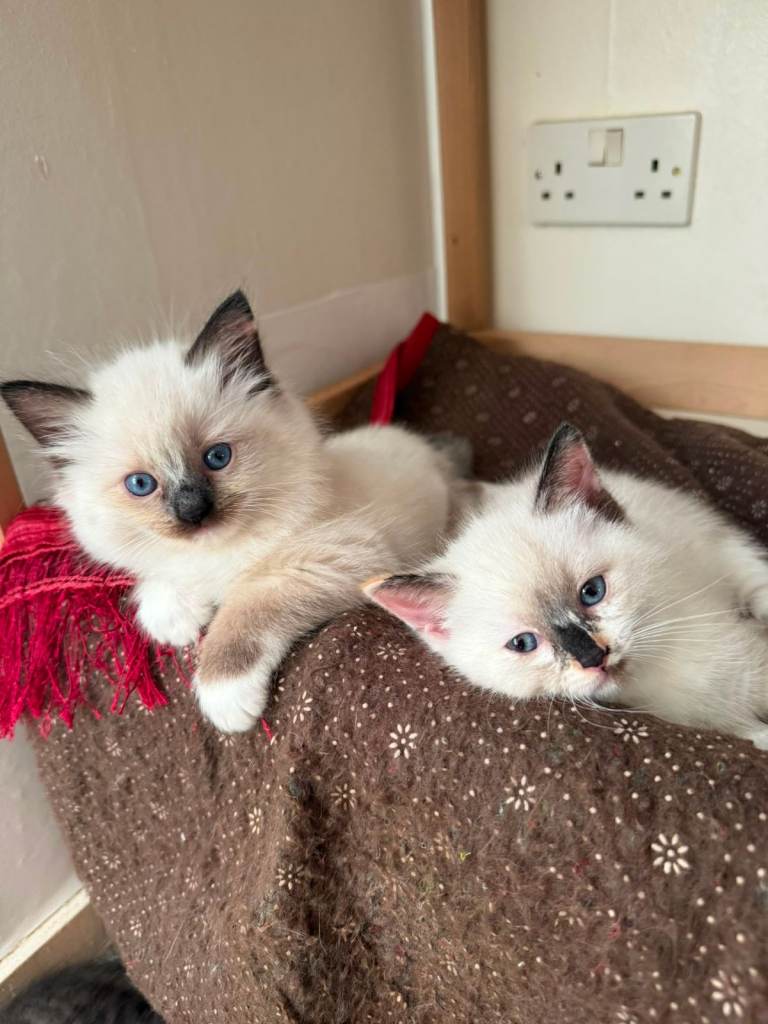 two beautiful blue eyed ragdoll sisters born in june 2026 ready to leave now