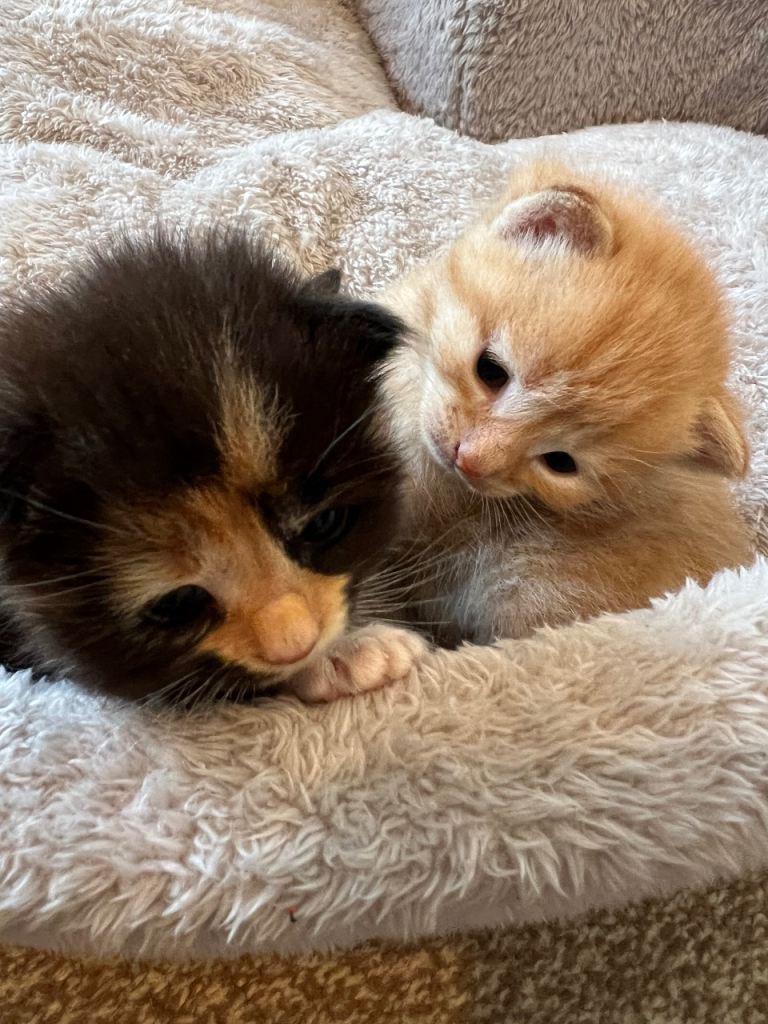 Kittens