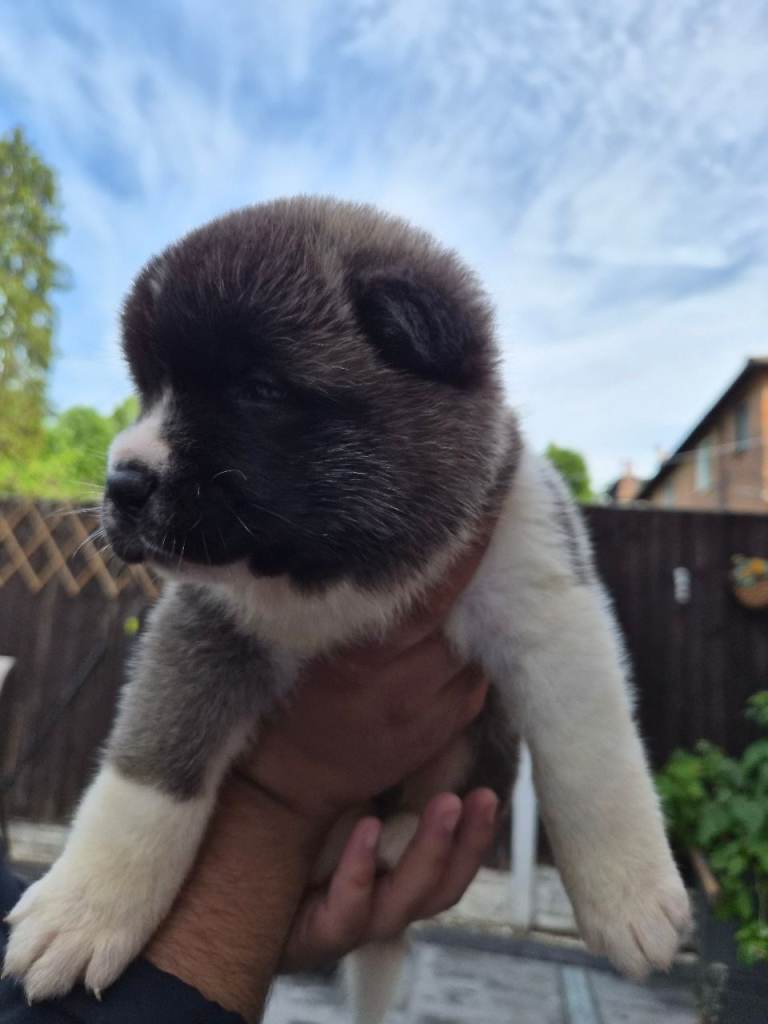 🐻 Stunning American Akita Puppies – Ready in 4 weeks 🐻 £600 – Birmingham