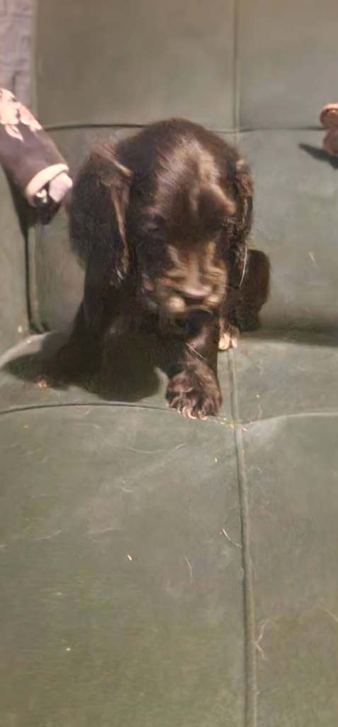 Cocker spaniels 
