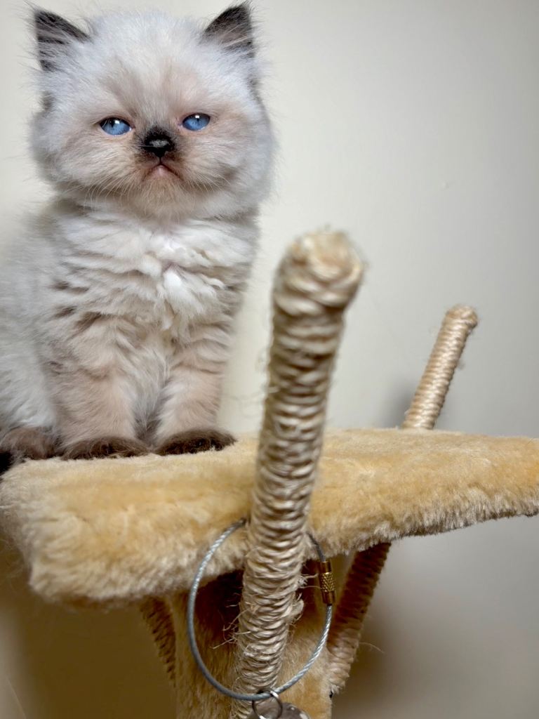 Pure breed Rare Colours White Grey Gorgeous Persian Kittens Girls 