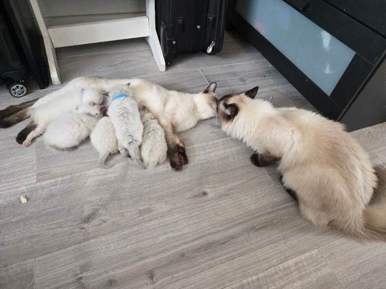Ragamese ragdoll Siamese kittens