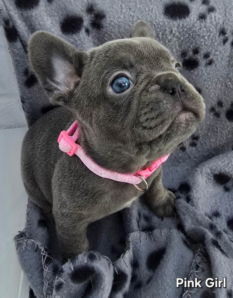 Stunning Blue French Bulldog Puppies
