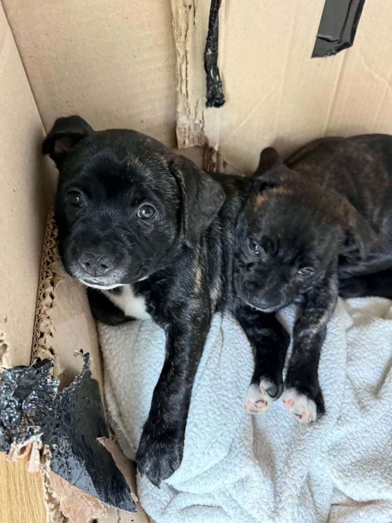 puppies