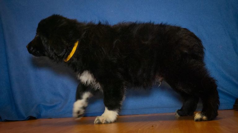 **updated photos** colltriever puppies