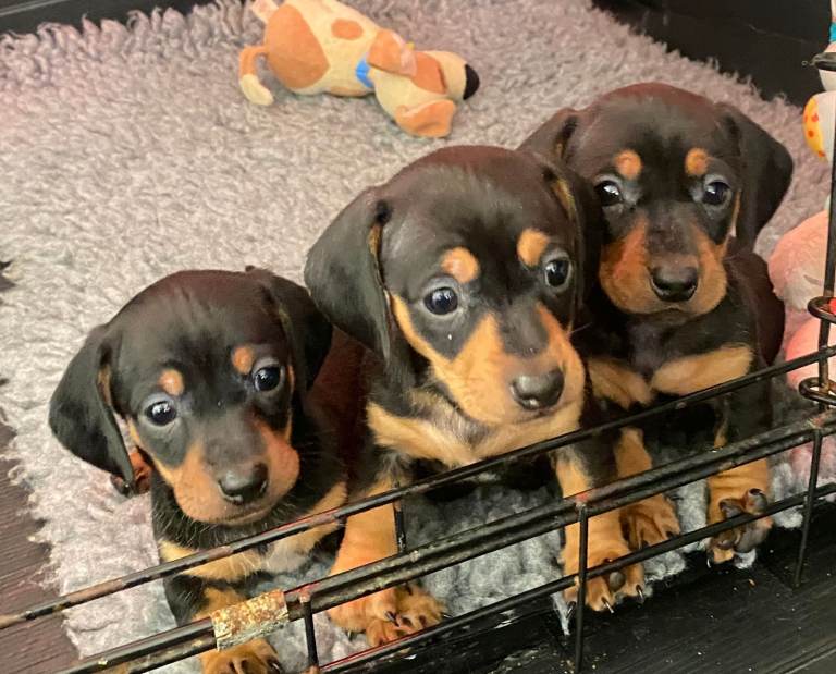 Stunning miniature dachshund puppies 