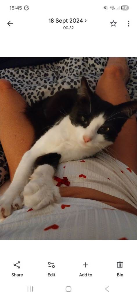 Cats for rehoming 