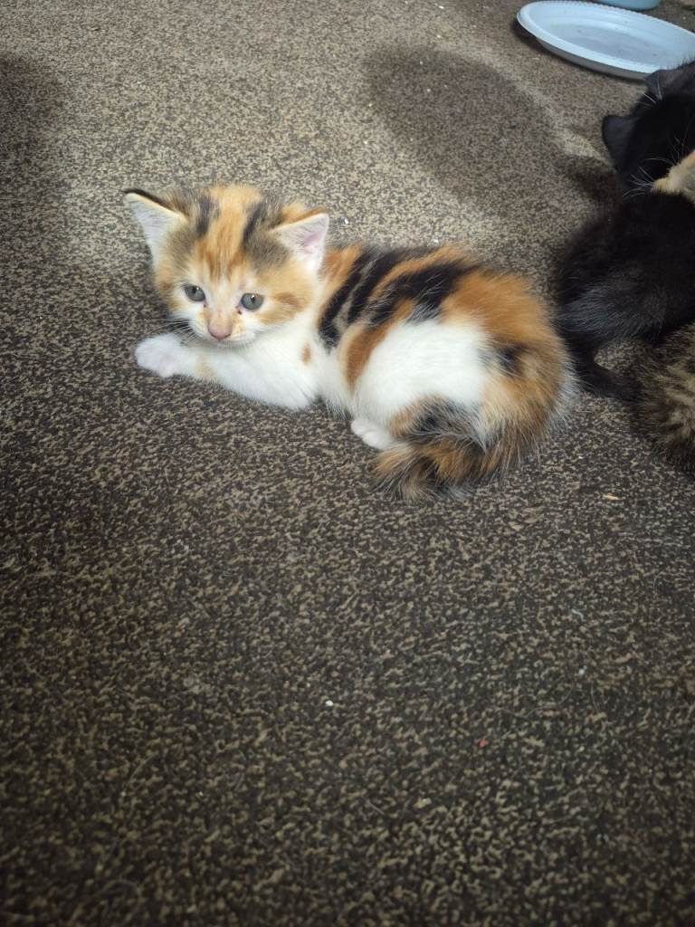 Beutiful kittens