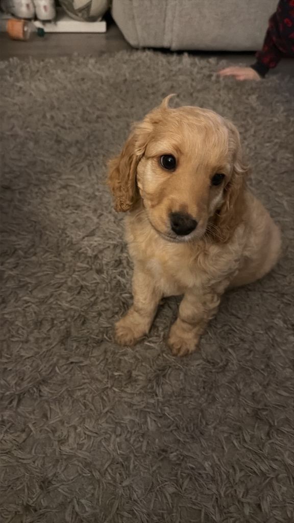 Cockapoo puppies for sale