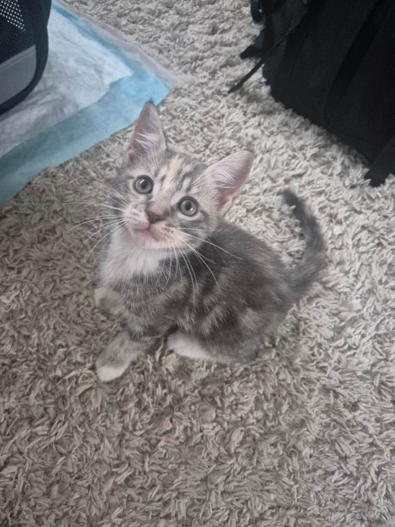 Kittens for sale