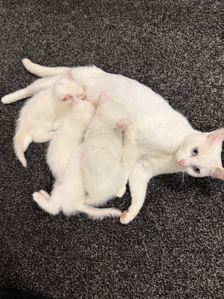 Cats for sale 