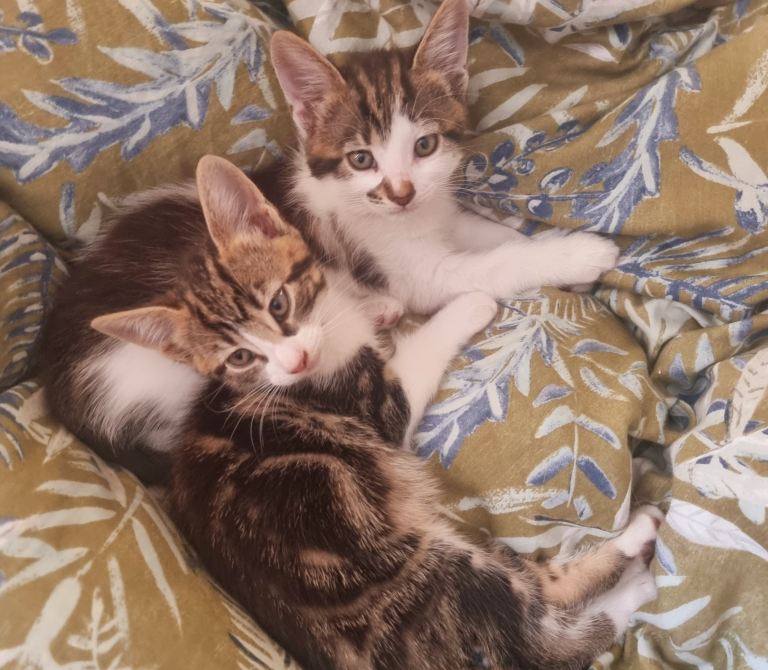 Adorable Tabby mix kittens looking to go for loving home