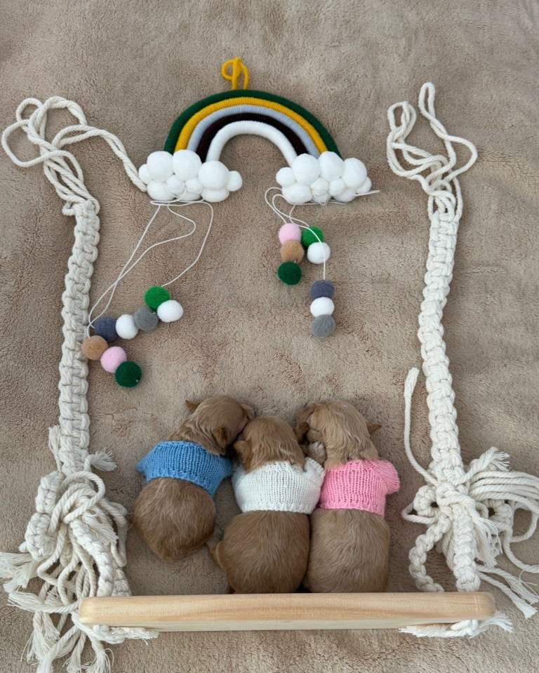 Beautiful Asian Maltipoo Puppies 