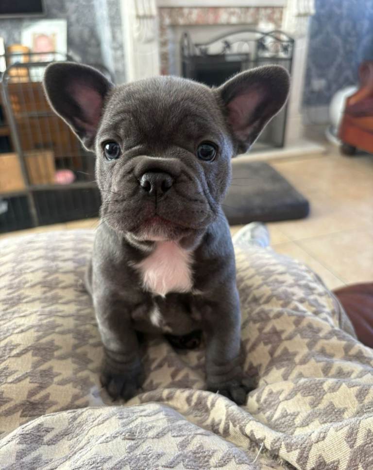 French Bull Dog Puppies