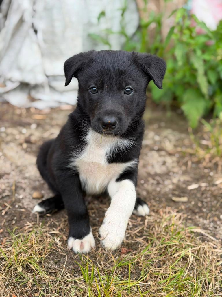 Collie Pups