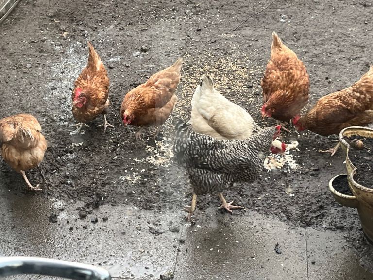 6*one years old chickens 