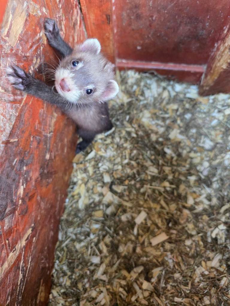 Ferret kits ready now