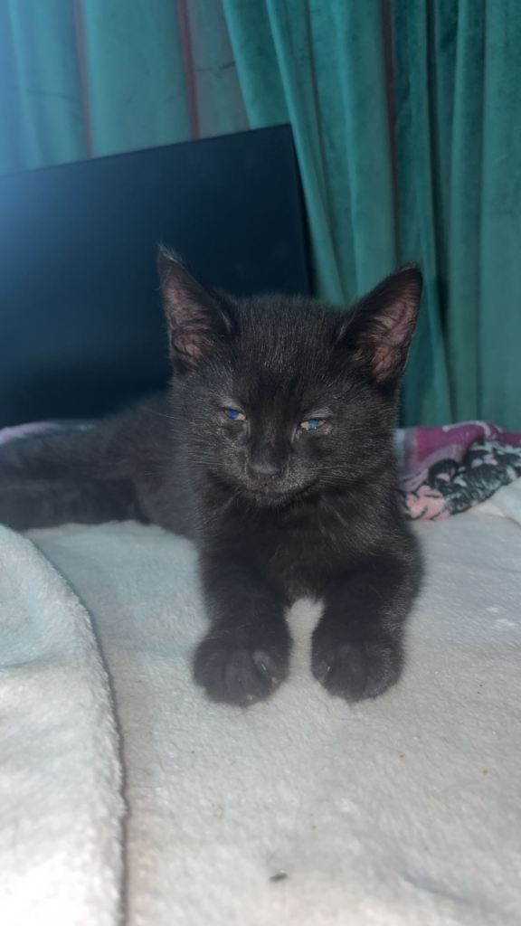 Kittens for sale