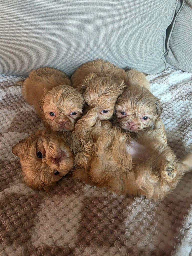 Imperial Shih Tzu