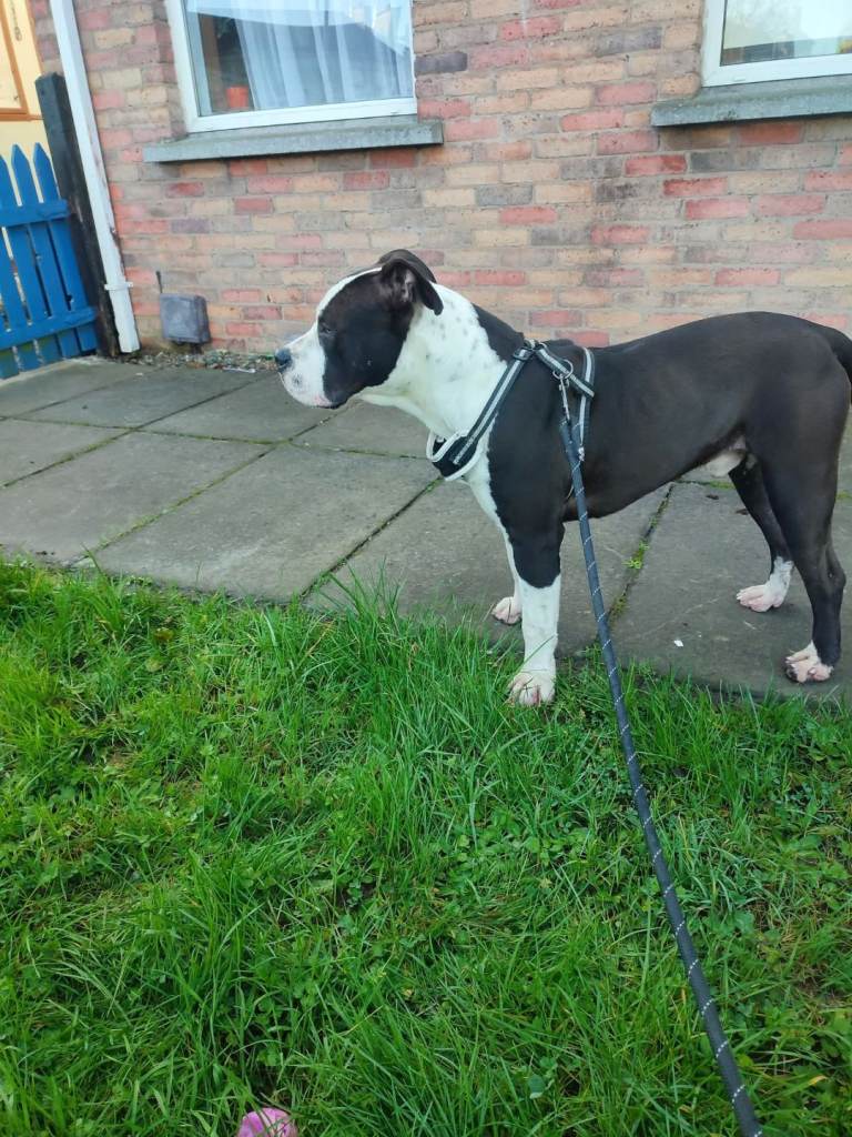 Staffordshire terier 