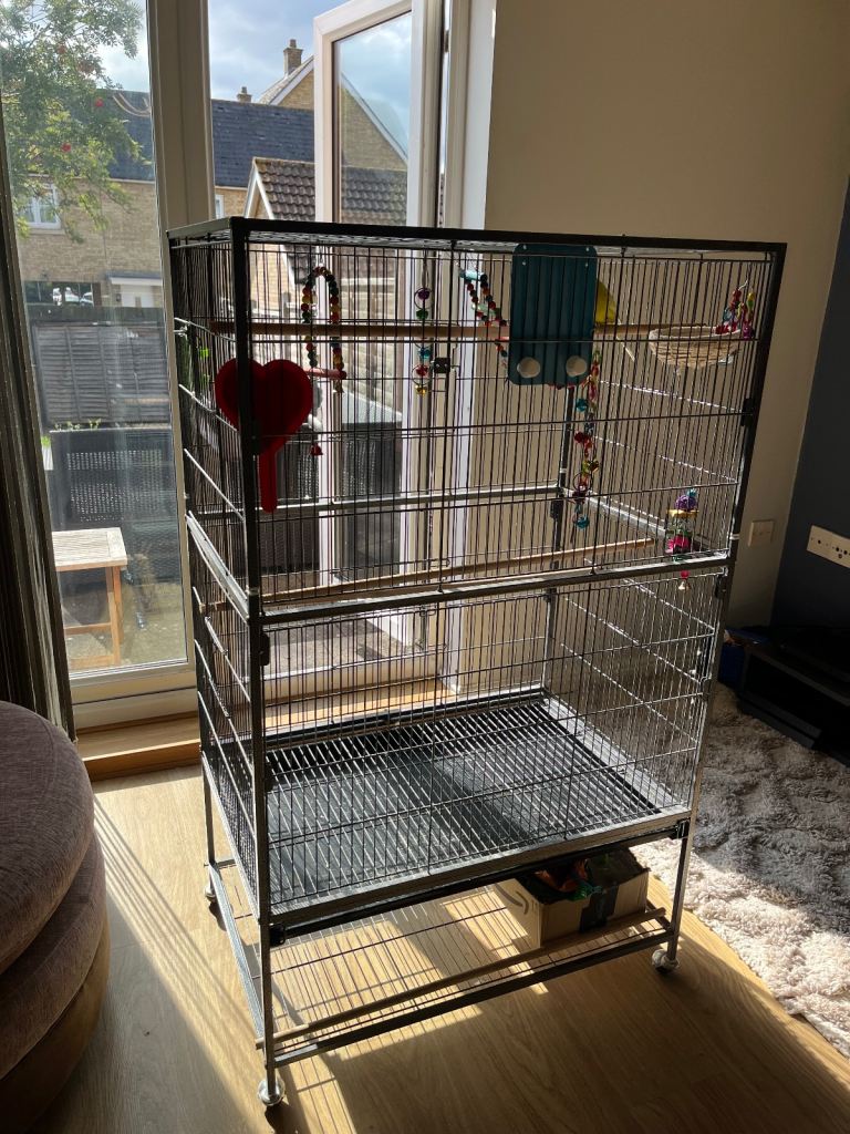 Two beautiful budgies