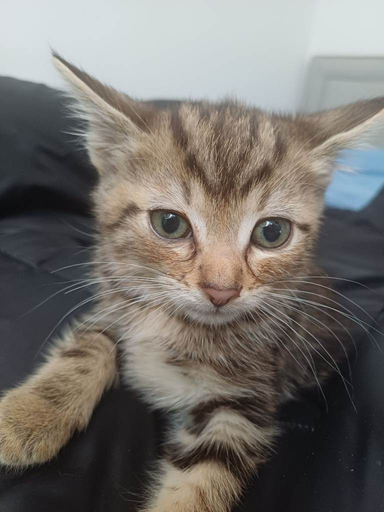 Kitten for sale 