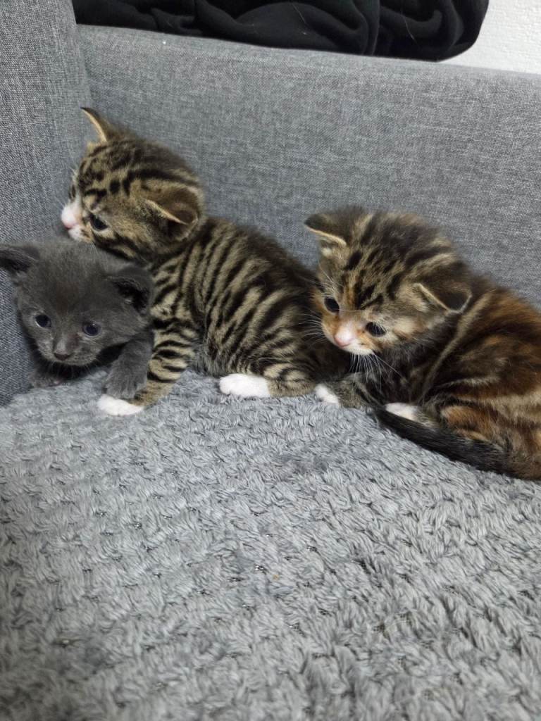 4 Adorable Kittens Ready for Their New Home 