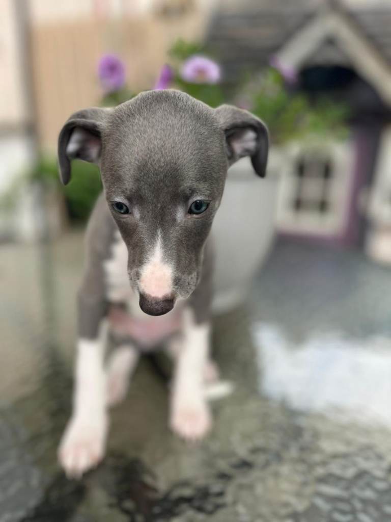 Whippet x Italian Greyhound.