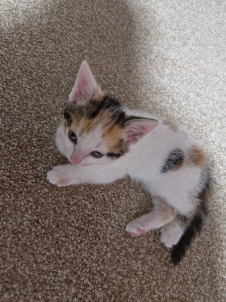 Kittens 