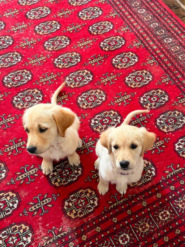Purebred golden retrievers puppies