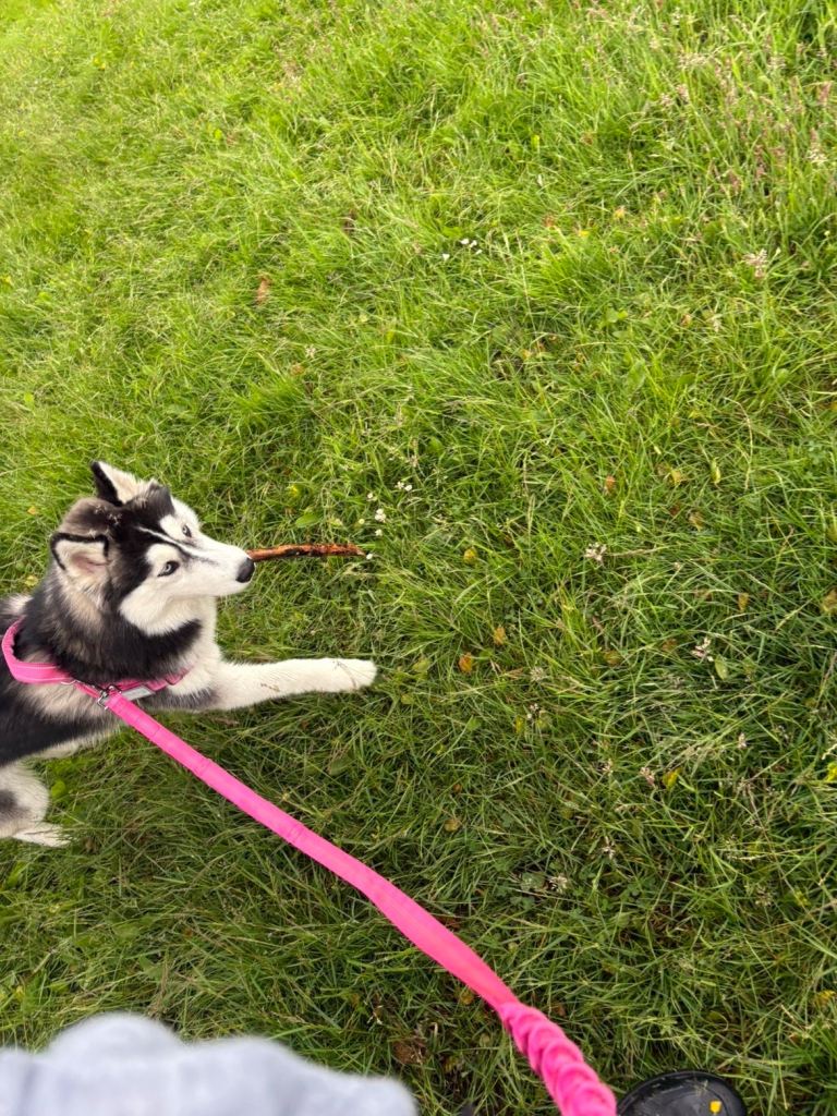 dog