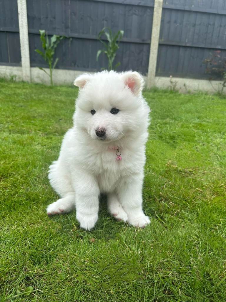 Beautiful Samoyed/Siberian Husky puppies 