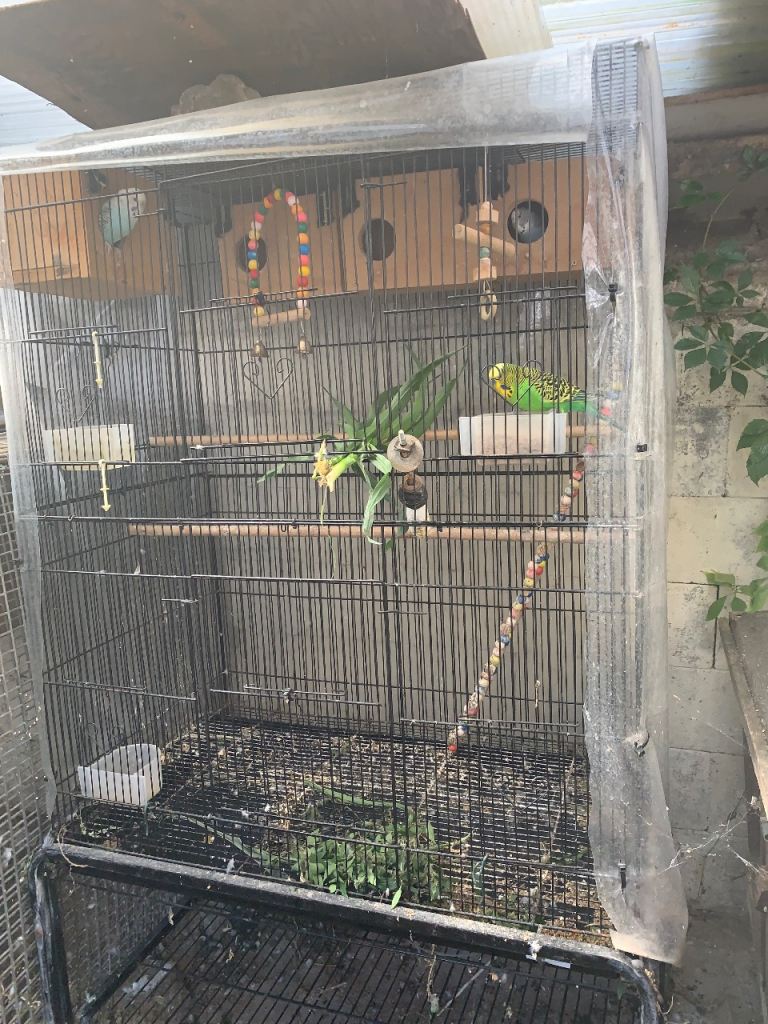 Budgies for sale 